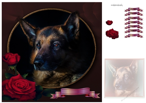 German shepherd and roses