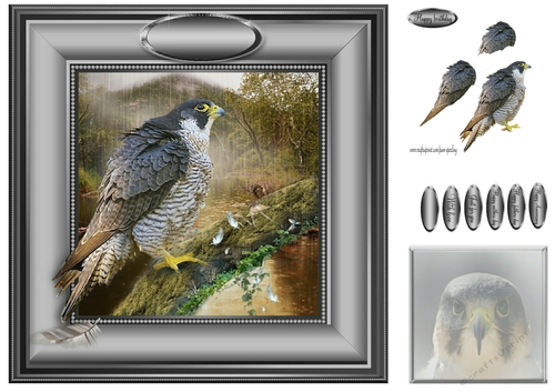 peregrine in the rain