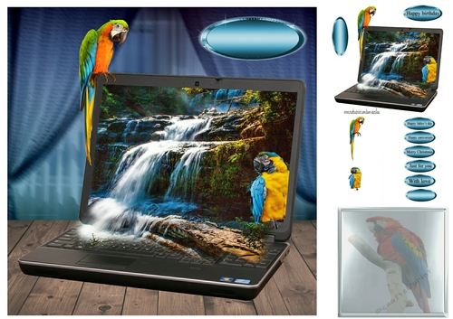 laptop parrots