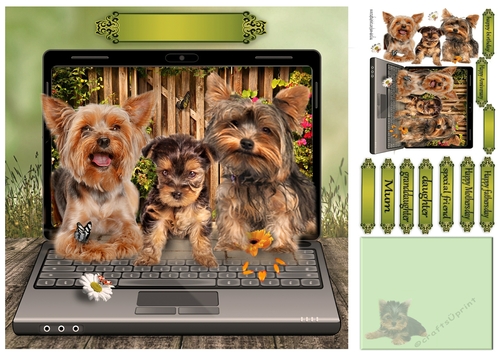 yorkie