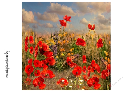 poppy field