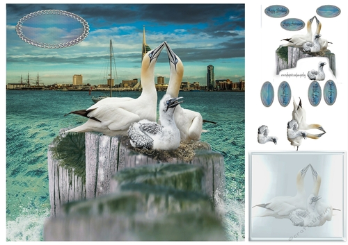 Gannet family 