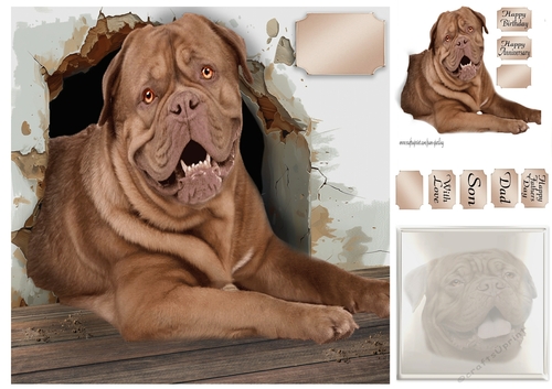 Dogue de bordeaux