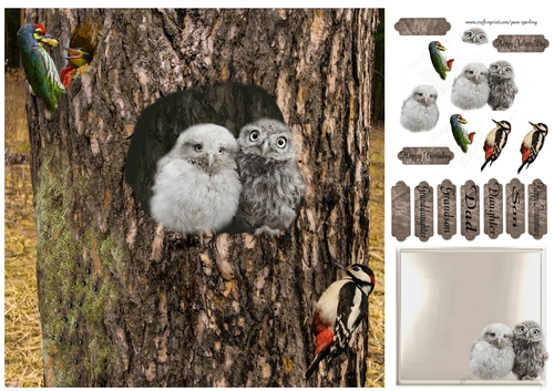 forest birds