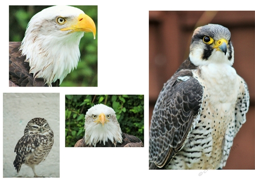 birds of prey