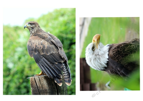 bird of prey