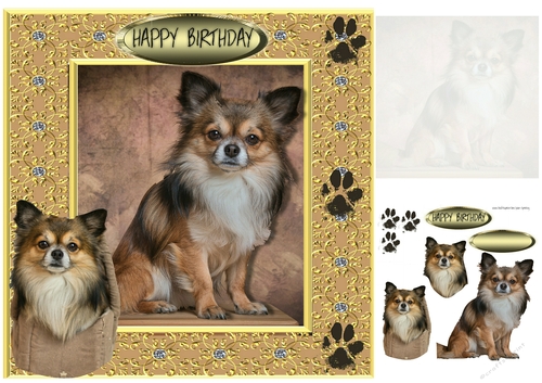 chihuahua