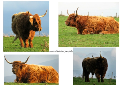 highland cow photos
