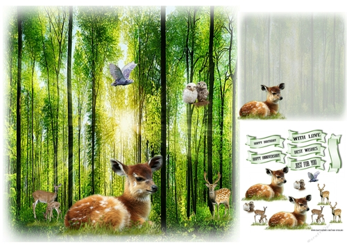 babies of the forest 