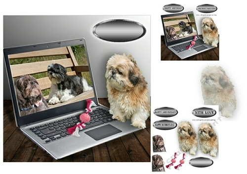 shih tzu