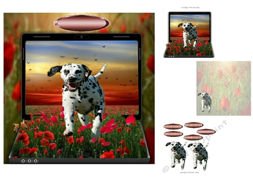 dalmatian in the poppy fields 