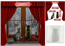 kittens at the window