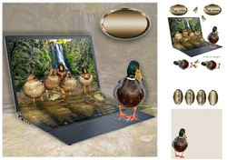 ducks