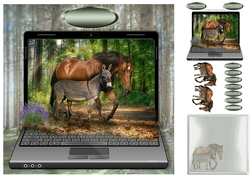 donkey and mare