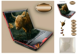 highland cow