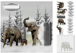 elephants 1st snow