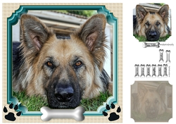 German shepherd