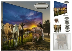 cows in pasture