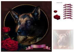 German shepherd and roses