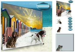 springers on the beach