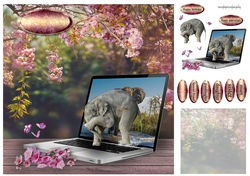 cherry blossom