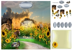 in the sunflowers