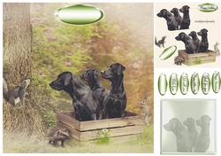 3 labs