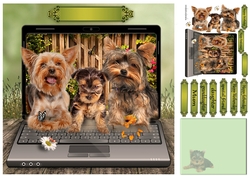 yorkie