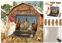 chicken faarm