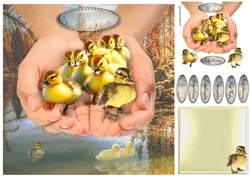 ducklings to water