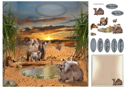 camels