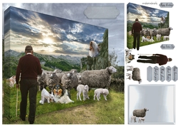 moving the sheep