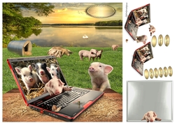 on the pig farm