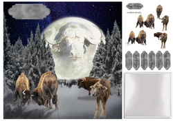 Bison