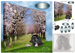 in the cherry blossom