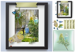 budgies