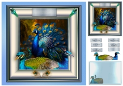 peacock