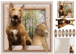 pit bulls