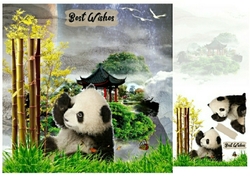 panda