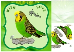 budgie