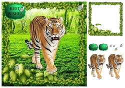 tiger in the field 