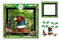 pheasant