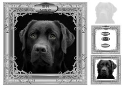 black lab