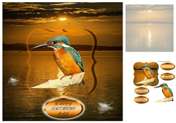 kingfisher