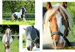 horse 