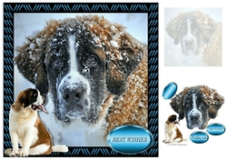 st bernard