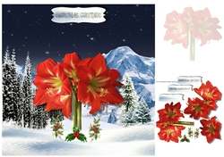 christmas amaryllis