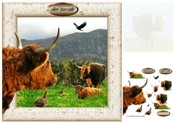 highland cow