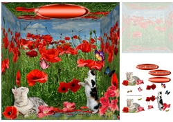in the poppy fields