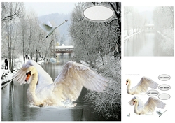 swans